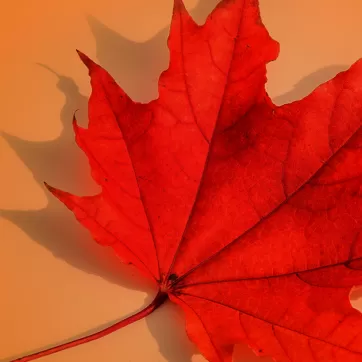White YMCA logo with a red maple leaf on an orange background